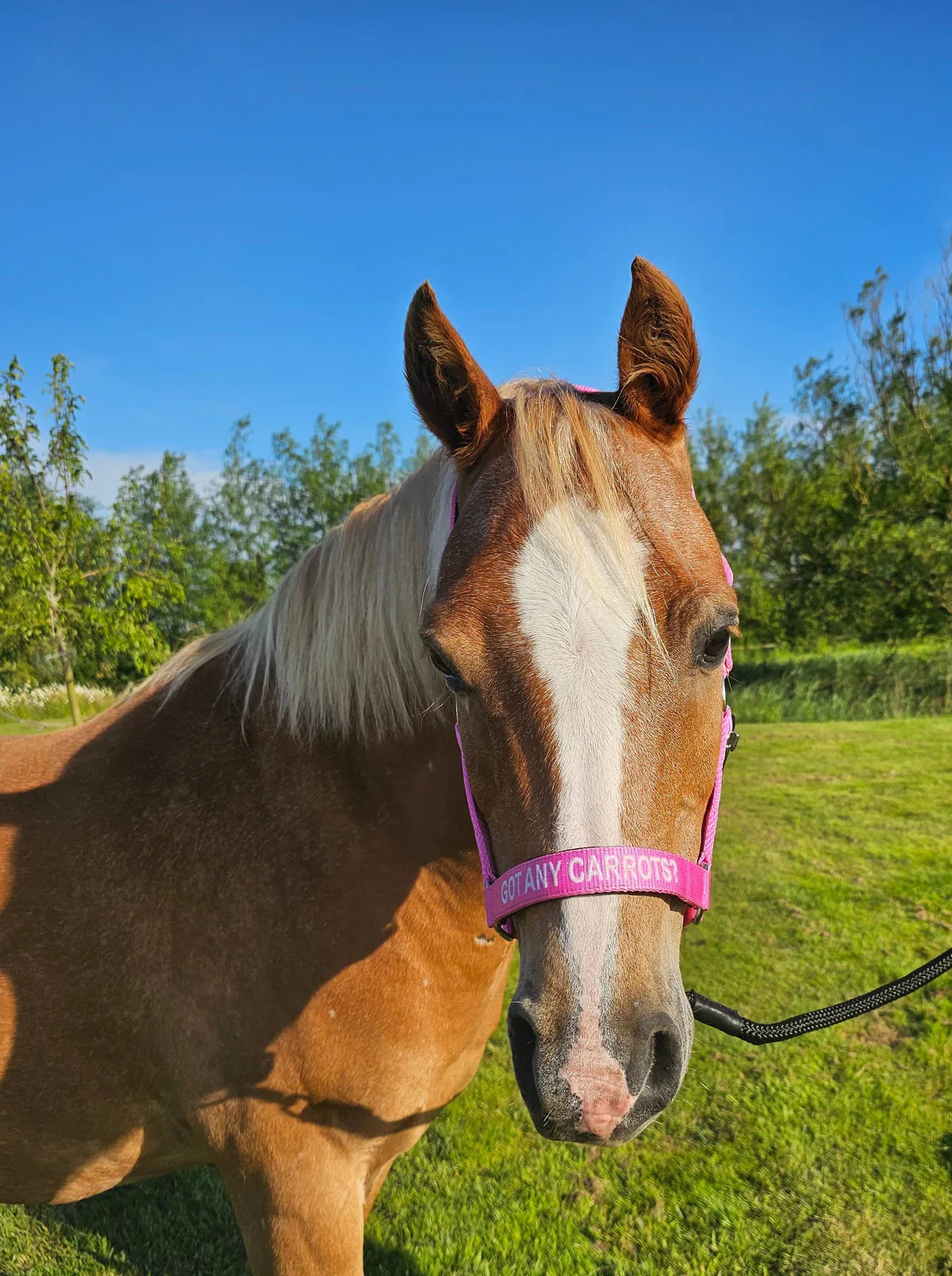 Chestnut pony wearing pink nylon head collar with “Got Any Carrots?” slogan - child-friendly pony halter outdoors in grassy field